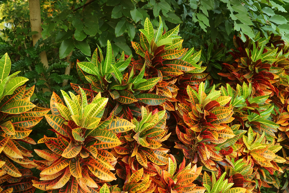 Croton Plants