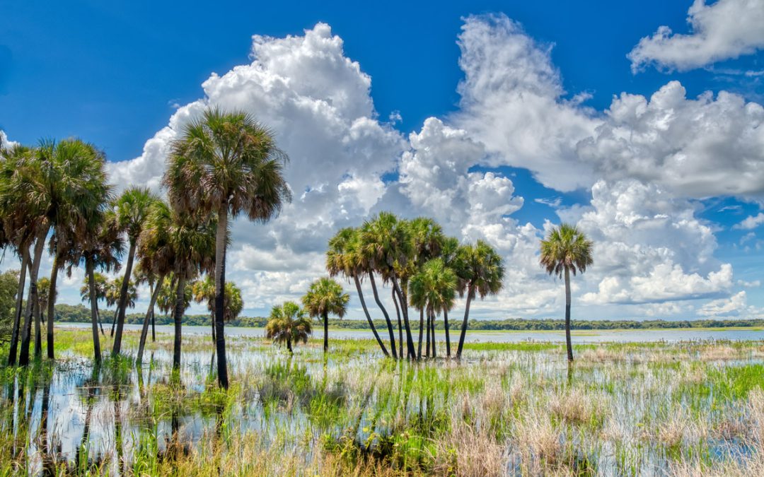 Marshes at Myakka River State Park. This is one of the best things to do in North Port, Florida