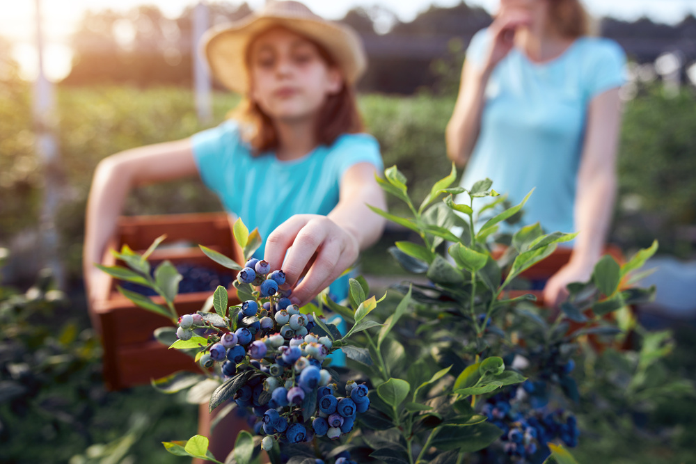 U-Pick Blueberries